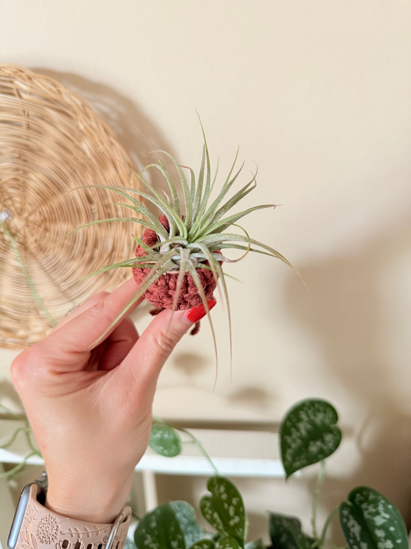 Macrame Air Plant Pocket Magnet